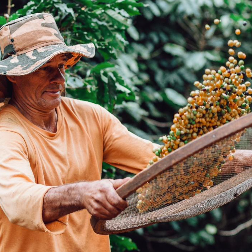ブラジル・コクェイロ農園・ナチュラル・フルシティロースト