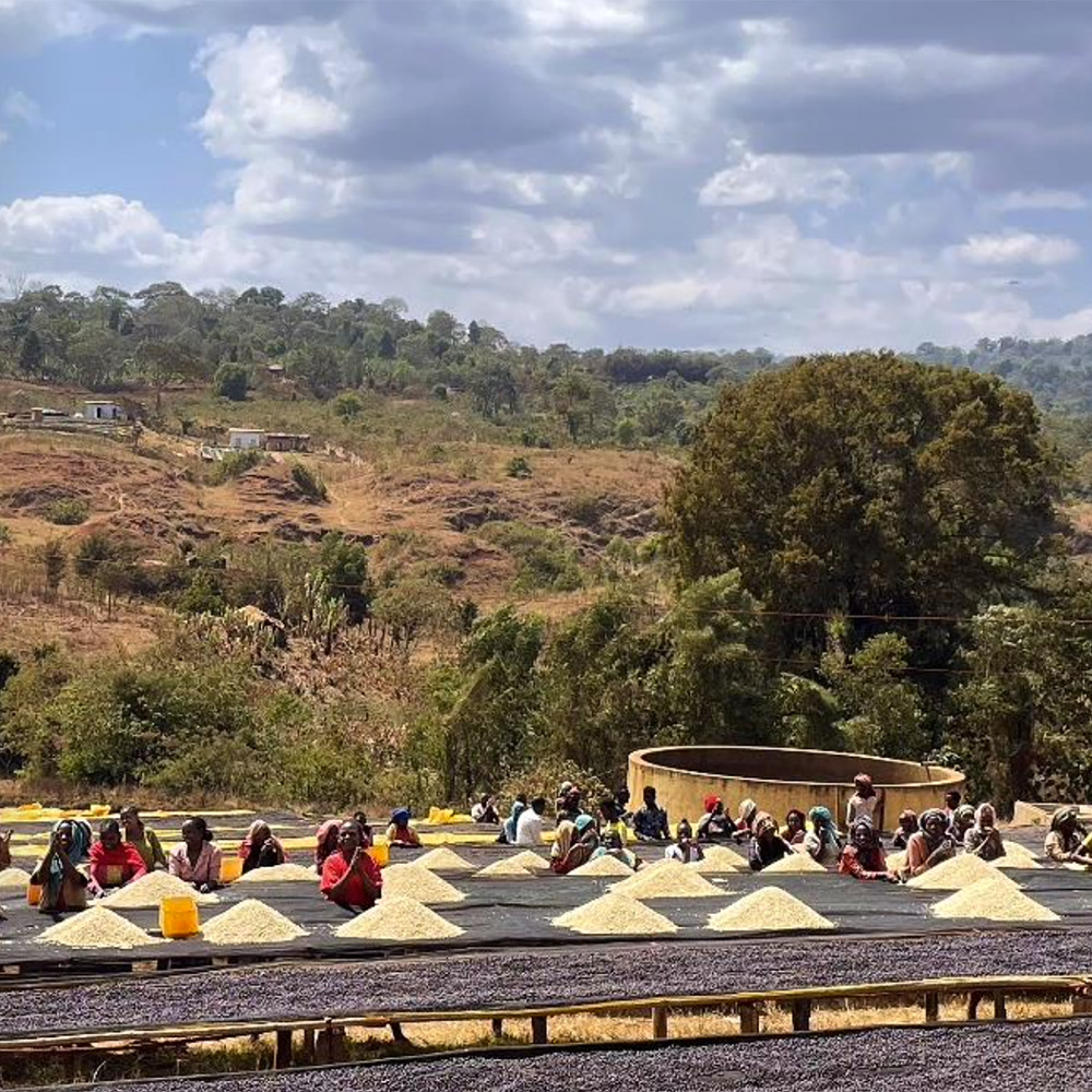 エチオピア・イルガチェフェ・チェルチェレCWS・W