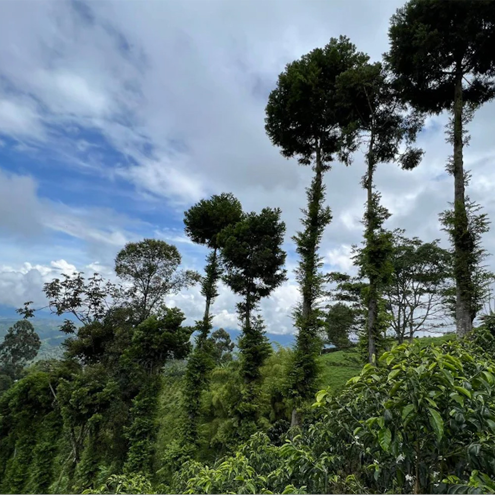 ＜年末年始特別ロット＞ コロンビア・ゲイシャ・エル ディビソ農園・W・アナエロビック