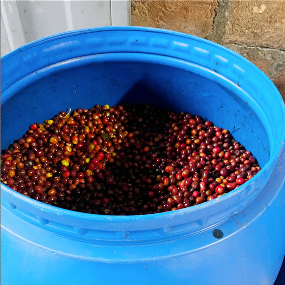 ＜年末年始特別ロット＞ コロンビア・ゲイシャ・エル ディビソ農園・W・アナエロビック