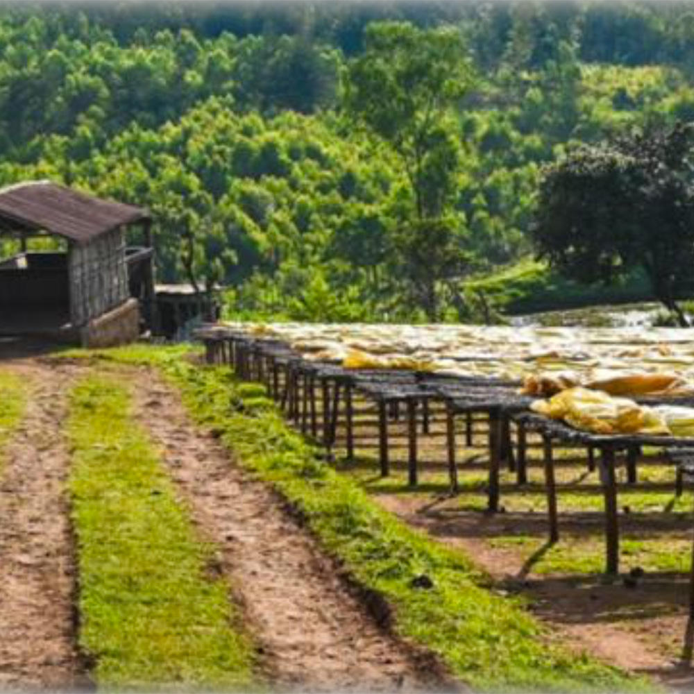 エチオピア・グジ・ハンベラCWS・ナチュラル Slow Dry