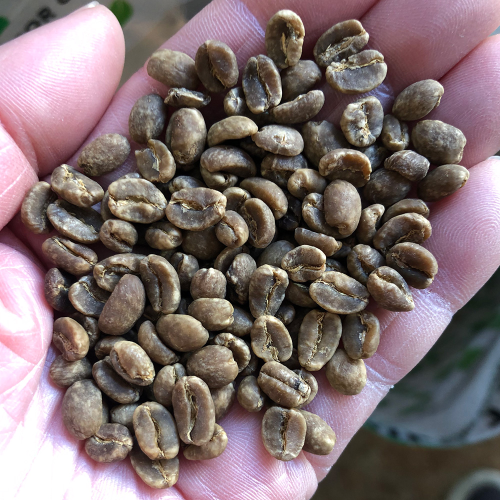 ＜カフェインレス＞ エチオピア・シダモ G2・ウォッシュド / Descamex社ウォータープロセス